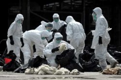 河南h7n9禽流感最新消息（今天禽流感最新消息）
