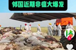 山东临沂疫情最新消息开学，山东临沂非洲猪瘟疫情最新消息