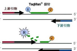 瑞丽疫情基因序列与Delta高度同源（什么叫同源序列）