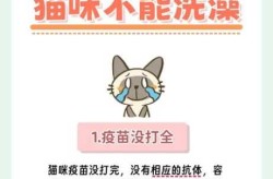 打完新冠疫苗当天洗澡了怎么办（小猫打完疫苗多久可以洗澡）