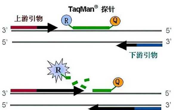 瑞丽疫情基因序列与Delta高度同源（什么叫同源序列）