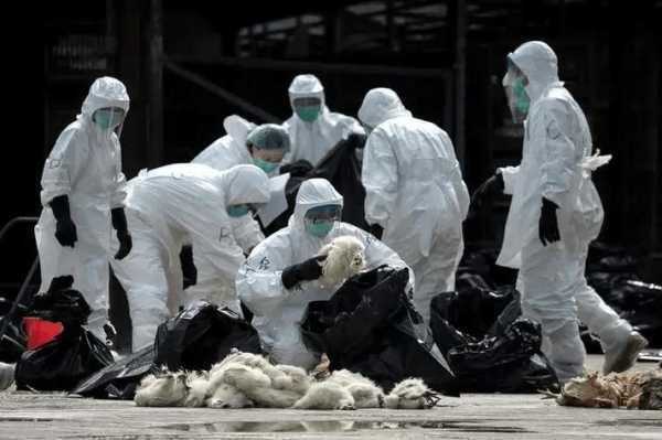 河南h7n9禽流感最新消息（今天禽流感最新消息）